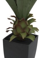 Agave im Topf, 75cm