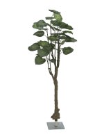 Pothos tree, 175cm