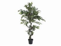 Ficus Waldbaum, 110cm