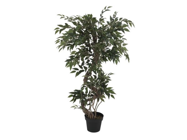 Ficus Multi Spiralstamm, 130cm