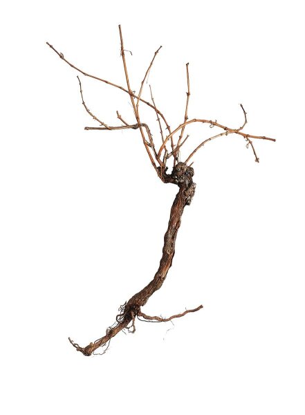 Grapevine 150cm