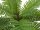 Cycas palm tree, artificial plant, 70cm