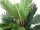 Kentia palm tree, artificial plant, 120cm