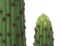 Mexican cactus, artificial plant, green, 117cm