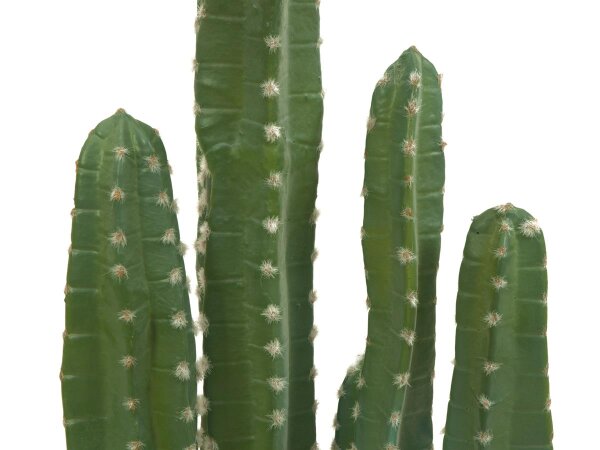 kentia palme gieen Kentia Palme online Kaufen  MyZimmerpflanze.de
