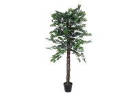 Ficus Tree Multi Trunk, 150cm