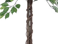 Ficus Tree Multi Trunk, 150cm