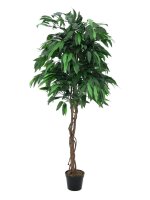 Dschungelbaum Mango mit Zementtopf 180cm