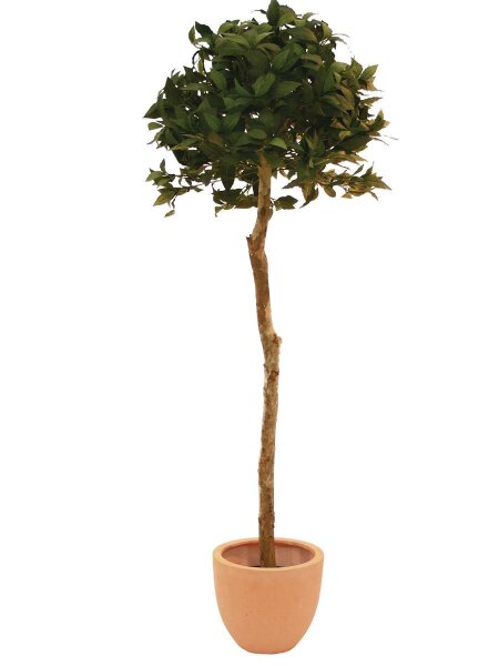 Lorbeerkugelbaum mit 900 Blättern 180cm