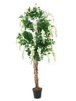 Goldregenbaum weiß Zementfuß 180cm