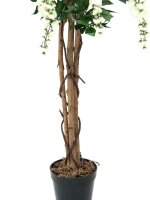 Goldregenbaum weiß Zementfuß 180cm