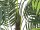 Areca Palme 13 Blätter-Zementtopf 120cm