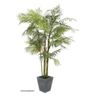 Cycus Tube Palm, 280cm