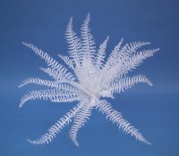 White boston fern, 60cm