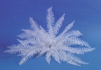 White boston fern, 60cm