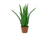 Aloe Vera Plant, 63cm