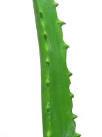 Aloe Vera Plant, 63cm