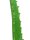 Aloe Vera Pflanze 16 Blatt63cm