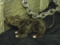 Rat, lifelike with coat 30cm