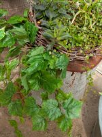 Grape bush, premium, artificial, 50cm