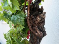 Grape bush, premium, artificial, 50cm