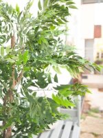 Ficus Longifolia, Kunstpflanze, 165cm