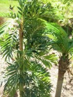 Parlor palm, artificial plant, 150cm