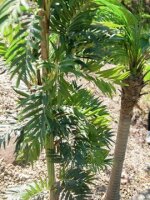 Parlor palm, artificial plant, 150cm