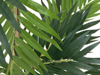 Parlor palm, artificial plant, 150cm