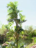 Parlor palm, artificial plant, 150cm