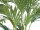 Canary date palm, artificial plant, 240cm