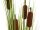Bulrush, alrtificial plant, 150cm