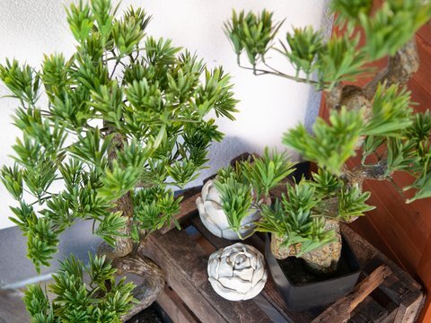 Bonsai Pinie, Kunstpflanze, 95cm gnstig online kaufen @ Show and Stage  Berli