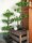 Pine bonsai, artificial plant, 95cm