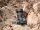 Relacart MIPASSPORT Wireless Cameramount Microphone System
