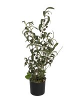 Europalms Olive tree, artificial plant, 68 cm