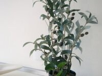 Europalms Olive tree, artificial plant, 68 cm