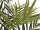 Europalms Kentia palm tree, artificial plant, 300cm