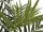 Europalms Kentia palm tree, artificial plant, 300cm