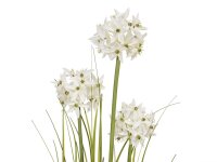 Europalms Allium grass, artificial plant, white, 120 cm