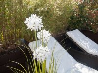 Europalms Allium grass, artificial plant, white, 120 cm