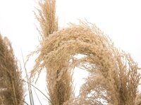 Chinese silvergrass, artificial, 140cm