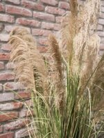 Chinese silvergrass, artificial, 140cm
