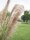 Chinese silvergrass, artificial, 140cm