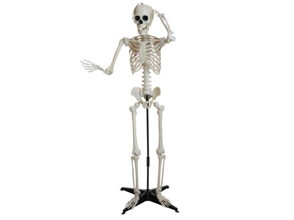 Halloween Skelett, stehend, 150 cm