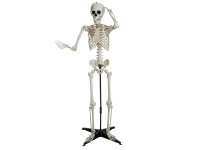 Halloween Skelett, stehend, 150 cm