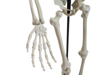 Halloween Skelett, stehend, 150 cm