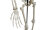 Halloween Skelett, stehend, 150 cm