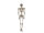 Halloween Figur Skelett formbar, animiert, 160cm
