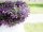 Lavender Garland, artificial, pink, 180cm